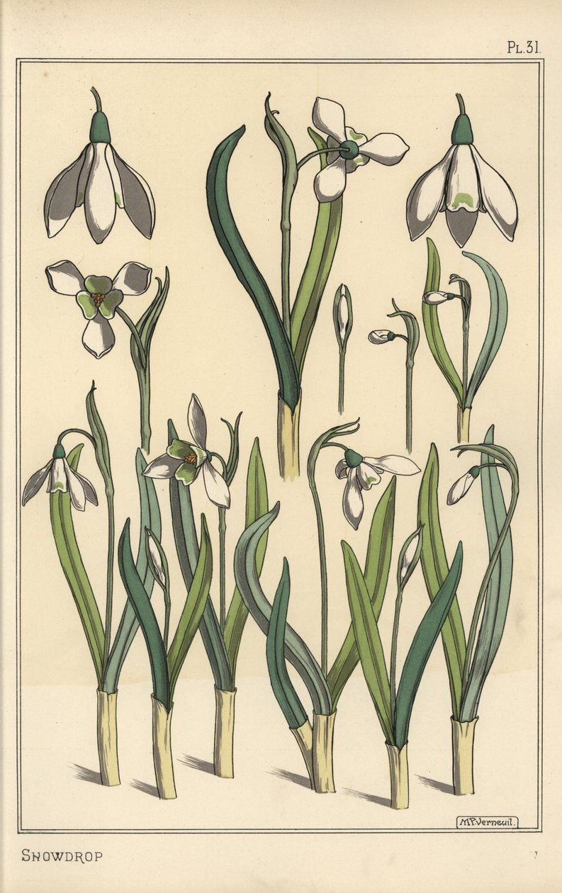 Botanisk illustration av en snödroppe, Galanthus nivalis av Eugene Grasset