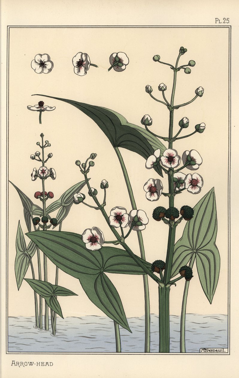 Botanisk illustration av pilspetsen, Sagittaria sagittifolia av Eugene Grasset
