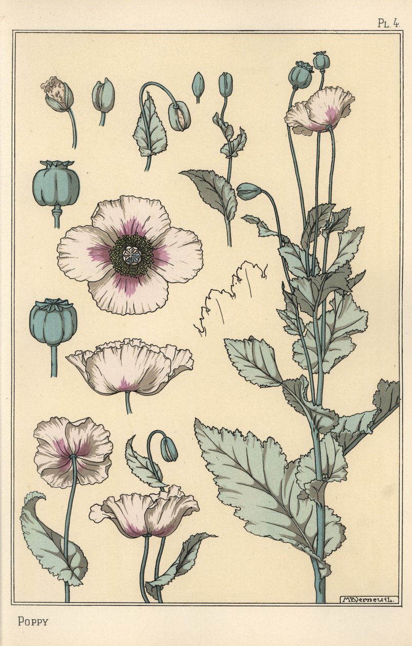 Botanisk illustration av vallmo, med blomdelar, opiumskida av Eugene Grasset