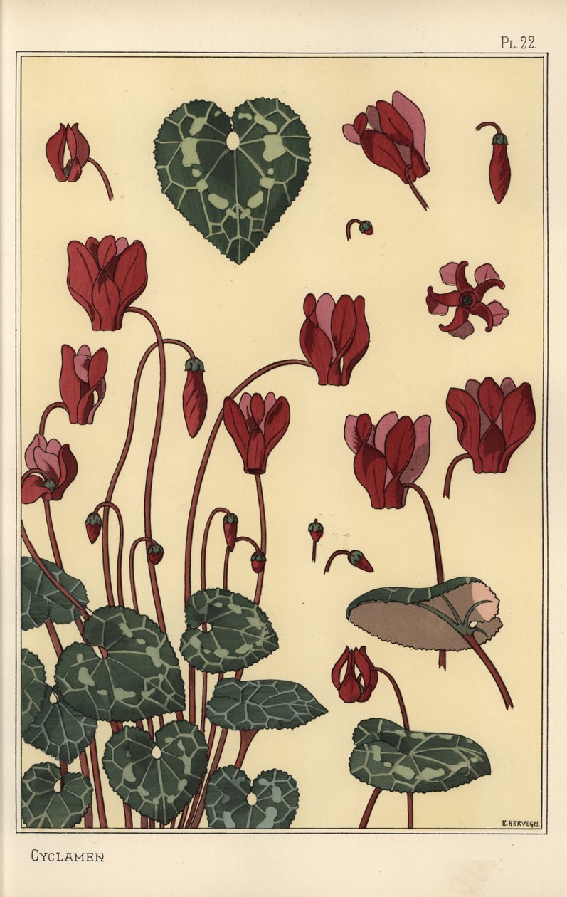 Cyclamen växt, med detaljer om blomman, blad, kronblad av Eugene Grasset