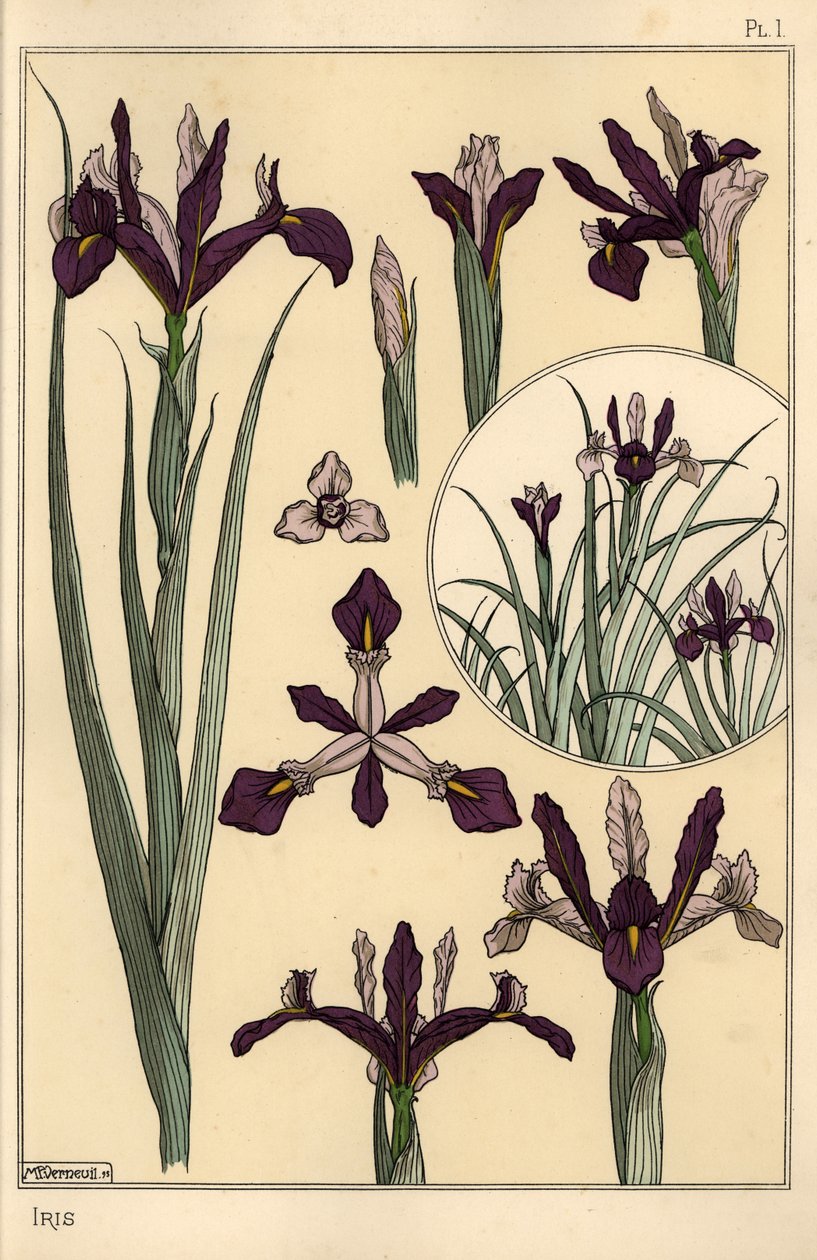 Iris växt och blomdelar, med infälld av Eugene Grasset