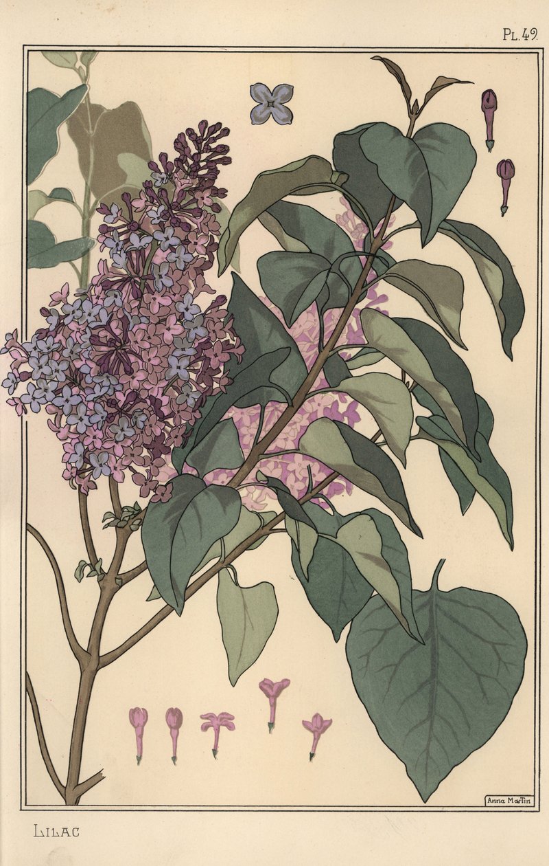 Lila botanisk studie. av Eugene Grasset