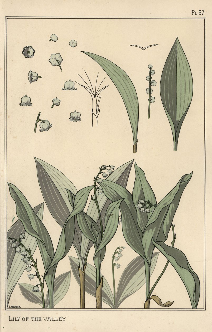 Liljekonvalj, botanisk studie av Eugene Grasset