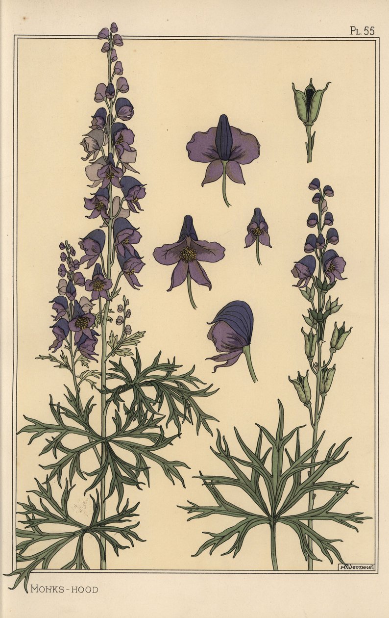Monks hood botanisk studie av Eugene Grasset