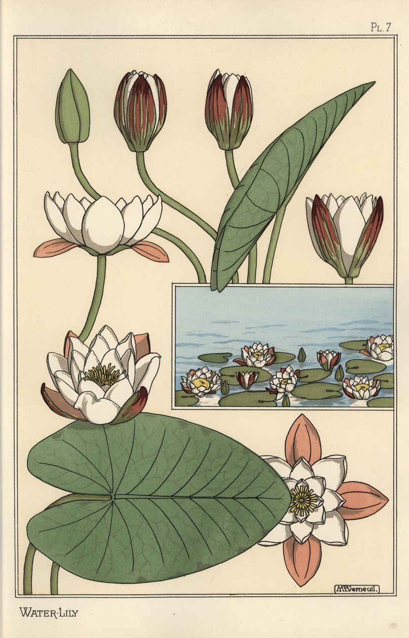 Näckrosen, Nelumbo lutea och blomdelar av Eugene Grasset