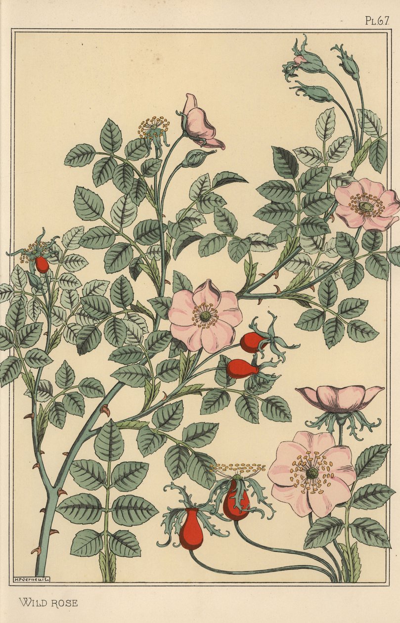 Vildros botanisk studie av Eugene Grasset