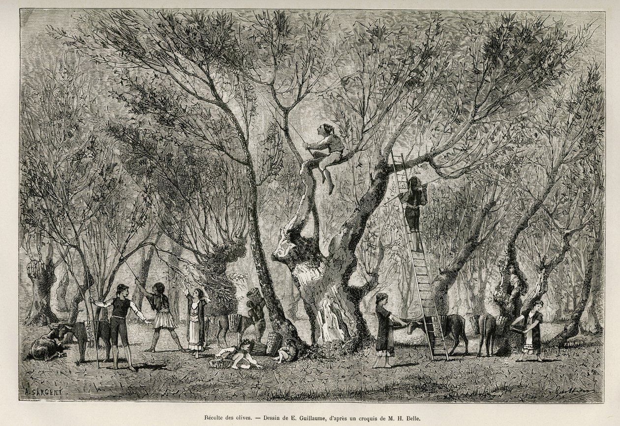 Samlingen av oliver i regionen Amphissa, teckning av E.Guillaume, för att illustrera historien om Henri Belle: Voyage en Greece av Eugene Guillaume