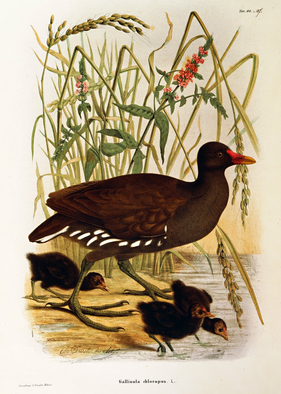 Illustration från Eugenio Bettonis "Natural History of Birds that Nest in Lombardy" som representerar vanlig tjurhöna Gallinula chloropus, av Oscar Dressler av Eugenio Bettoni, Oscar Dressler