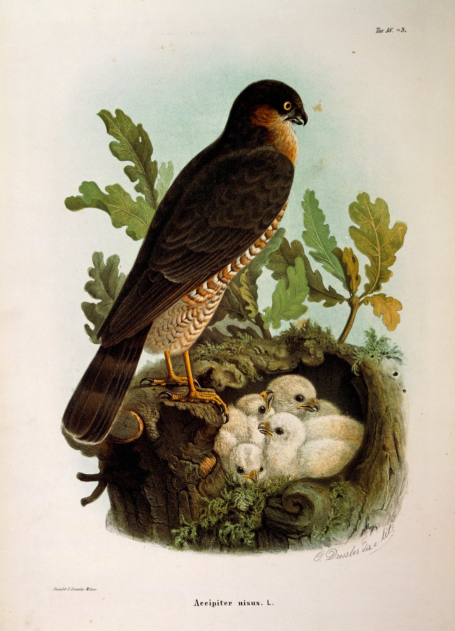 Illustration från Eugenio Bettonis "Natural History of Birds that Nest in Lombardy" föreställande sparvhök Accipiter nisus, av Oscar Dressler. av Eugenio Bettoni, Oscar Dressler