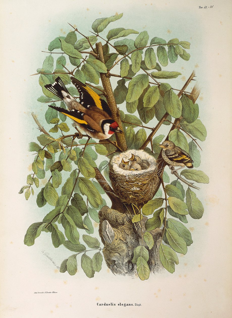 Illustration från Eugenio Bettonis "Natural History of Birds that Nest in Lombardy" som representerar den europeiska Goldfinch Carduelis carduelis familjen, av Oscar Dressler av Eugenio Bettoni, Oscar Dressler