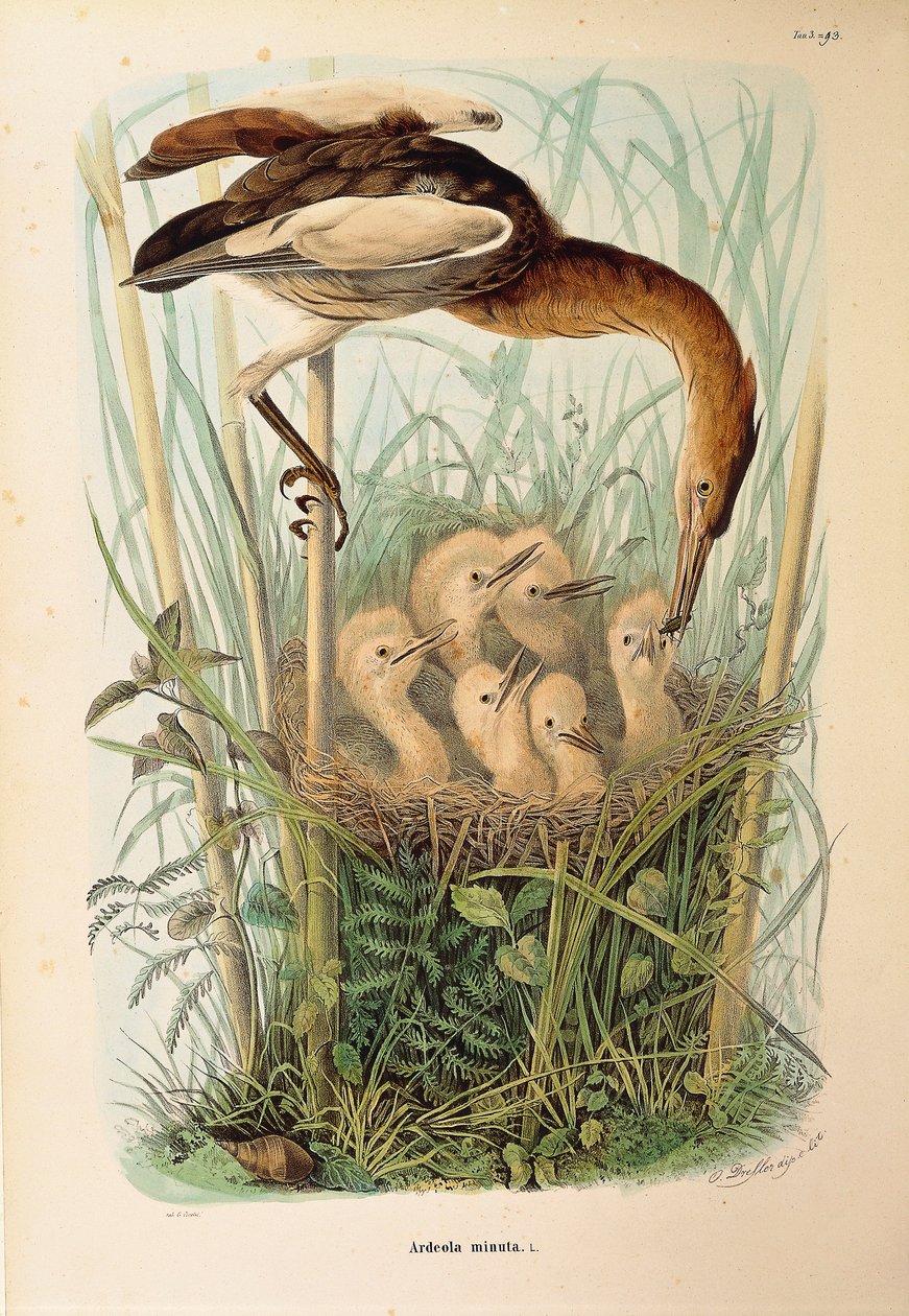 Illustration från Eugenio Bettonis "Natural History of Birds that Nest in Lombardy" som representerar Little Bittern Ixobrychus minutus, av Oscar Dressler av Eugenio Bettoni, Oscar Dressler