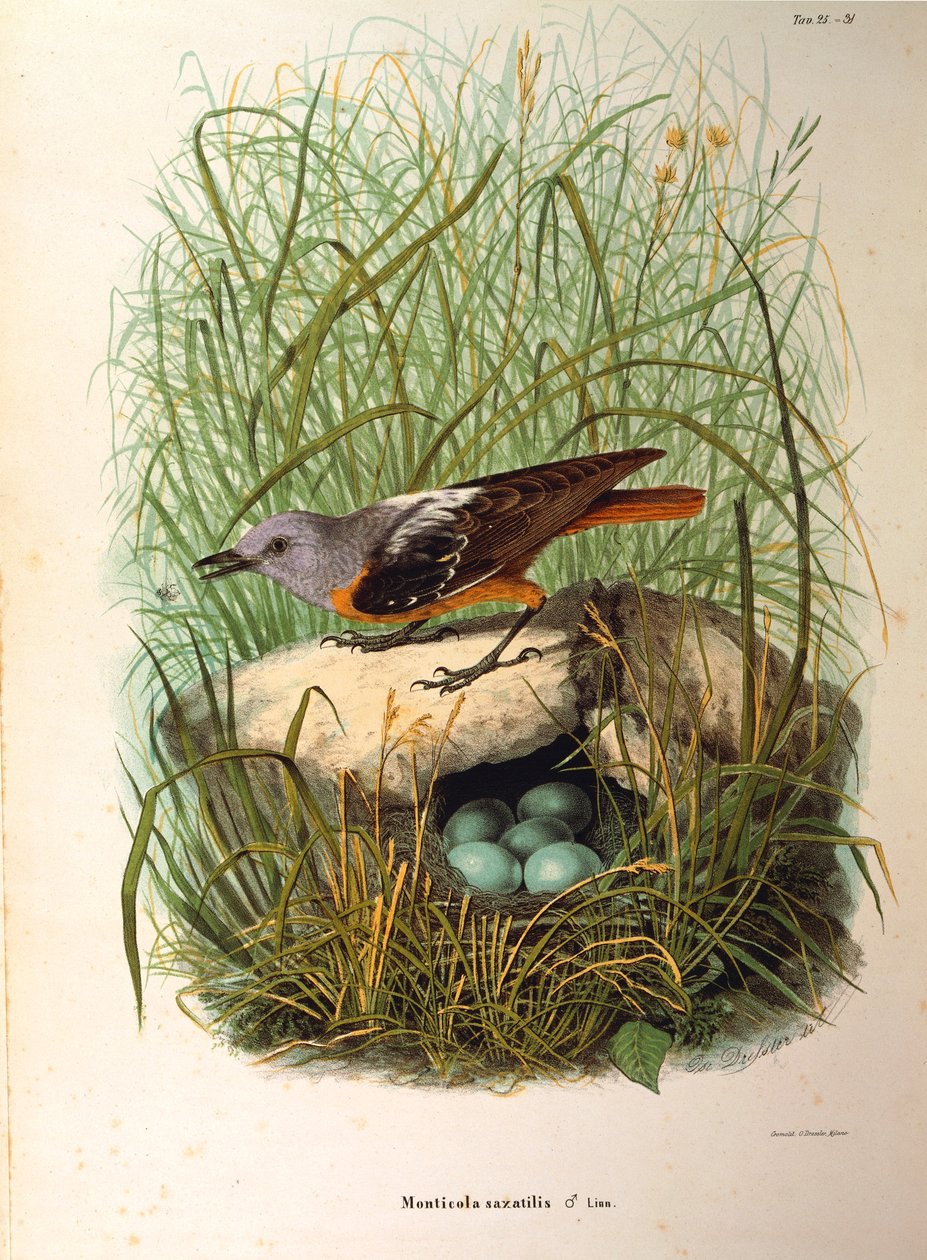 Illustration från Eugenio Bettonis "Natural History of Birds that Nest in Lombardy" som representerar Rock Thrush Monticola saxatilis hona efter bo, av Oscar Dressler av Eugenio Bettoni, Oscar Dressler
