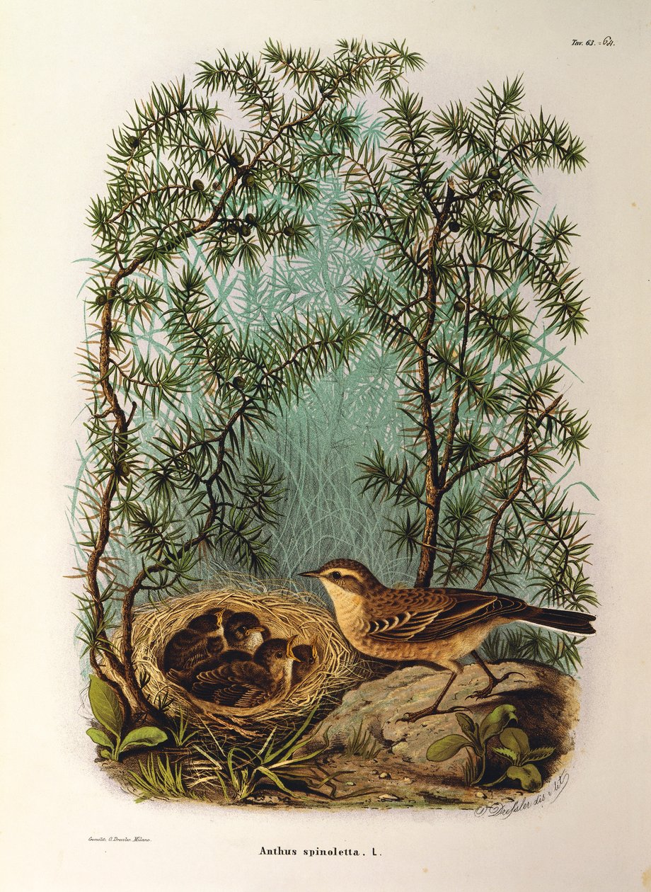 Illustration från Eugenio Bettonis "Natural History of Birds that Nest in Lombardy" representerande Water Pipit Anthus spinoletta, av Oscar Dressler av Eugenio Bettoni, Oscar Dressler