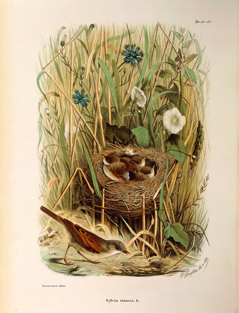 Illustration från Eugenio Bettonis "Natural History of Birds that Nest in Lombardy" som representerar Whitethroat Sylvia communis eller cinerea, av Oscar Dressler av Eugenio Bettoni, Oscar Dressler