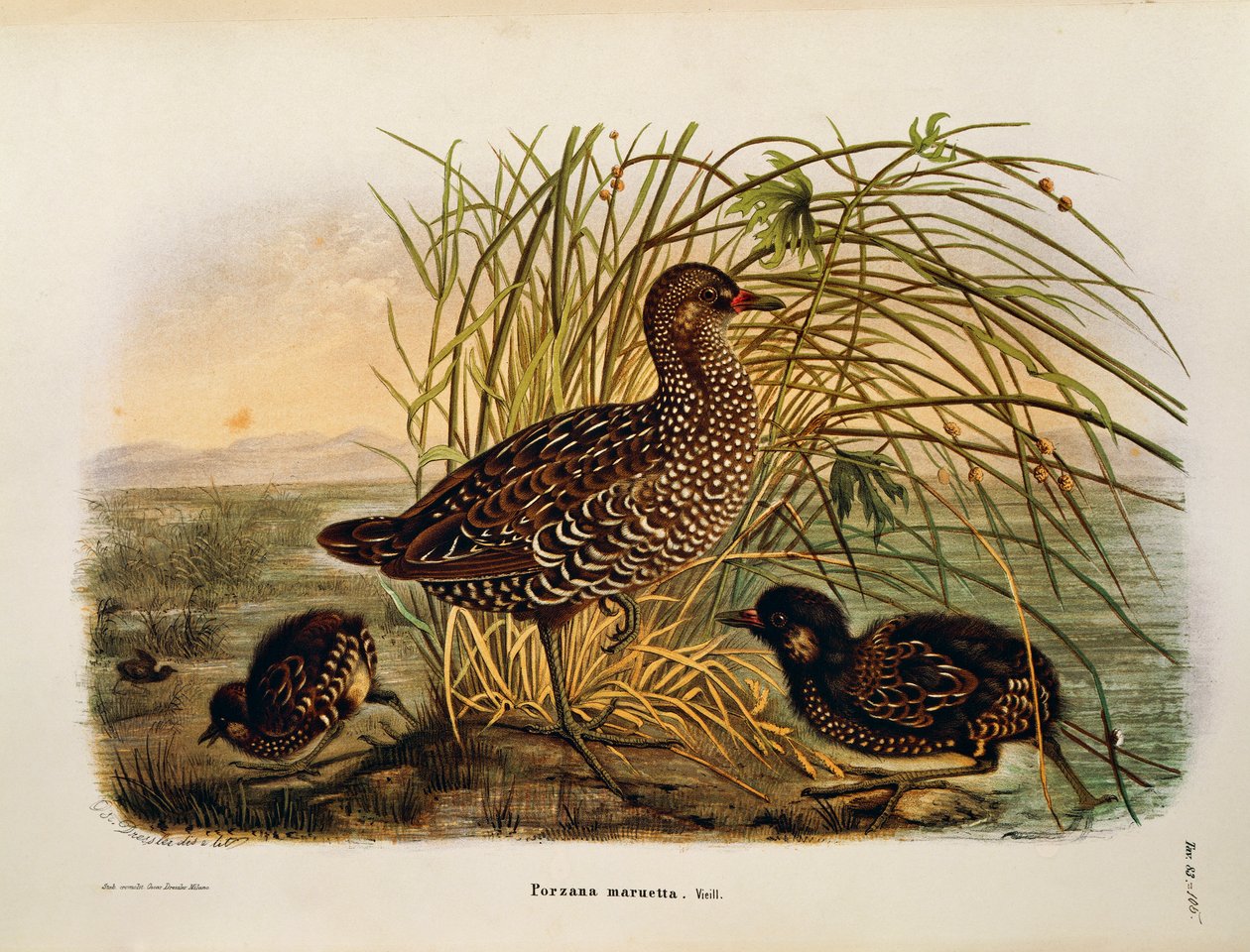 Illustration från Eugenio Bettonis "Natural History of Birds that Nest in Lombardy" som representerar Spotted Crake Porzana porzana, av Oscar Dressler av Eugenio Bettoni, Oscar Dressler