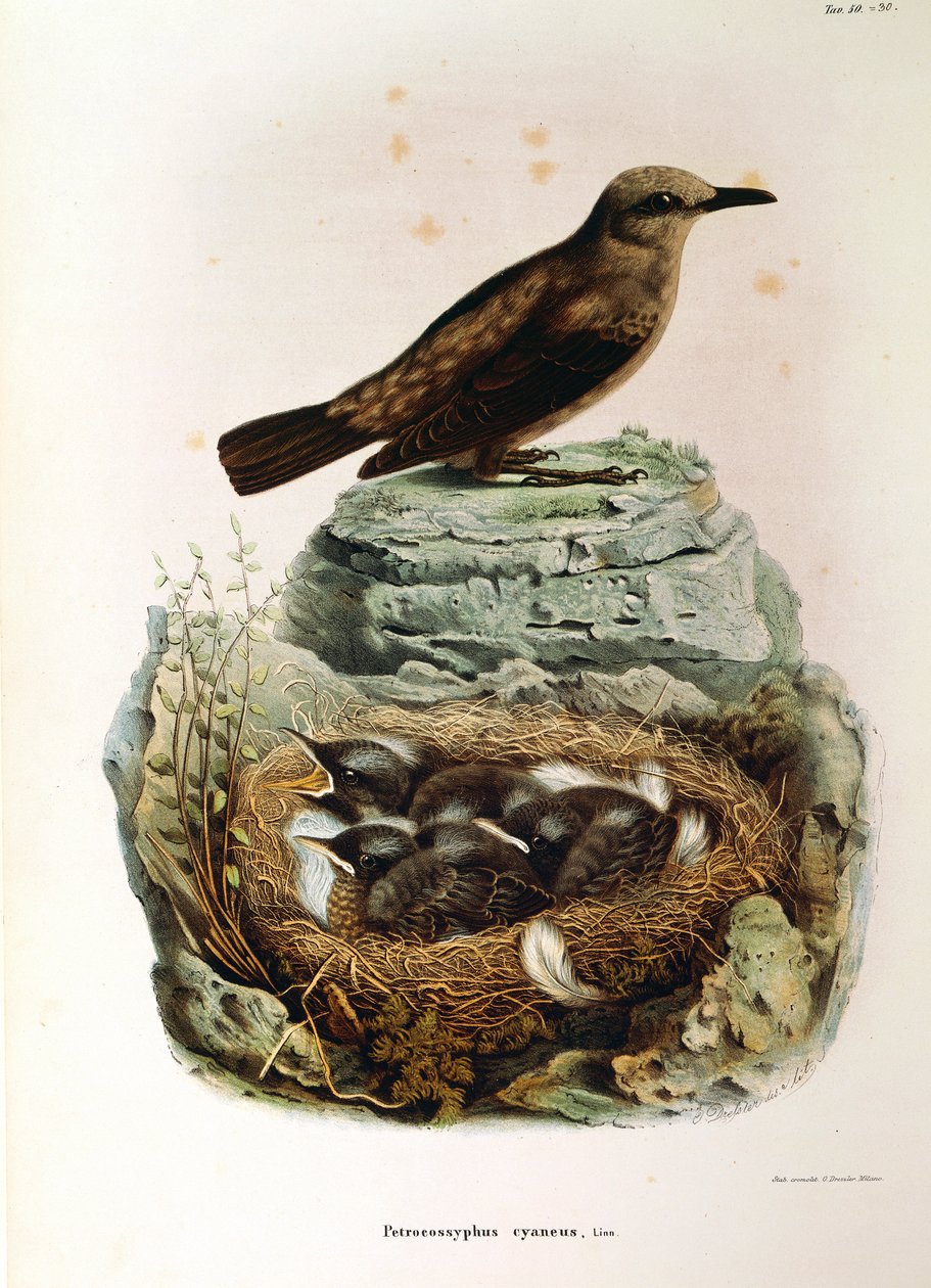 Illustration från Eugenio Bettonis "Natural History of Birds that Nest in Lombardy" som representerar Blue Rock Thrush Monticola solitarius, av Oscar Dressler av Eugenio Bettoni, Oscar Dressler