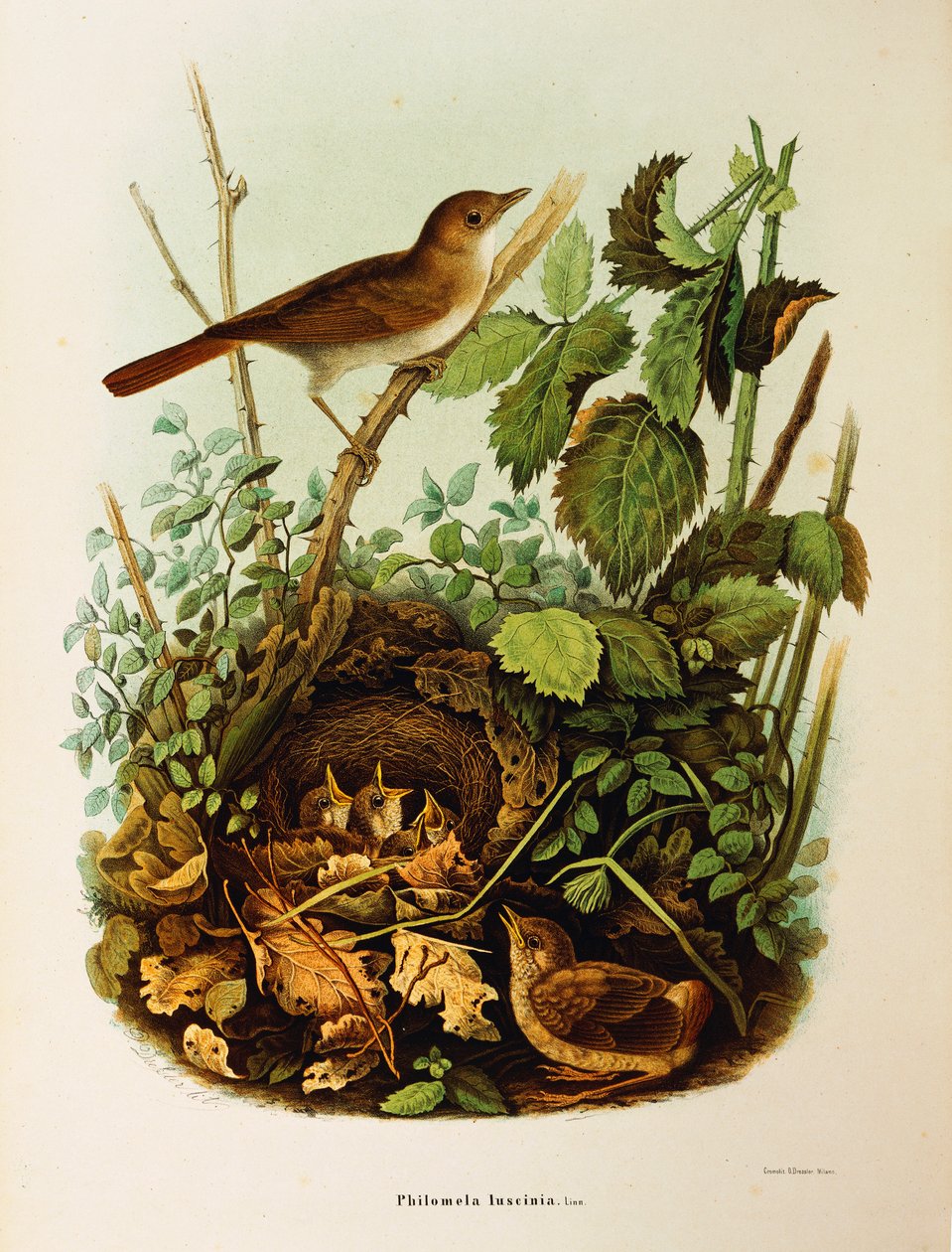 Illustration från Eugenio Bettonis "Natural History of Birds that Nest in Lombardy" som representerar Nightingale Luscinia megarhynchos, av Oscar Dressler av Eugenio Bettoni, Oscar Dressler