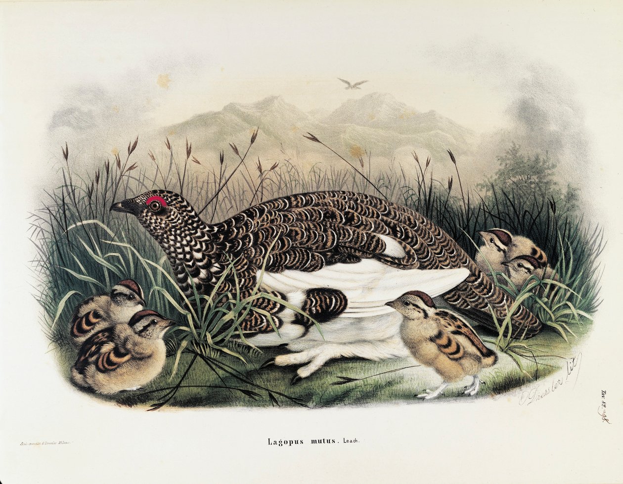 Illustration från Eugenio Bettonis "Natural History of Birds that Nest in Lombardy" som representerar klippripan Lagopus muta, av Oscar Dressler av Eugenio Bettoni, Oscar Dressler