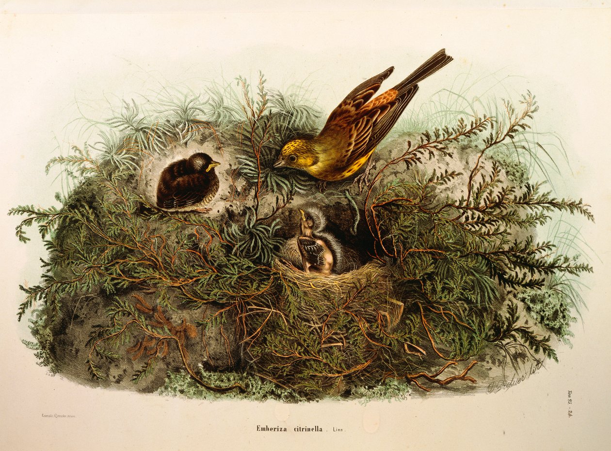 Illustration från Eugenio Bettonis "Natural History of Birds that Nest in Lombardy" representerande Yellowhammer Emberiza citrinella, av Oscar Dressler av Eugenio Bettoni, Oscar Dressler