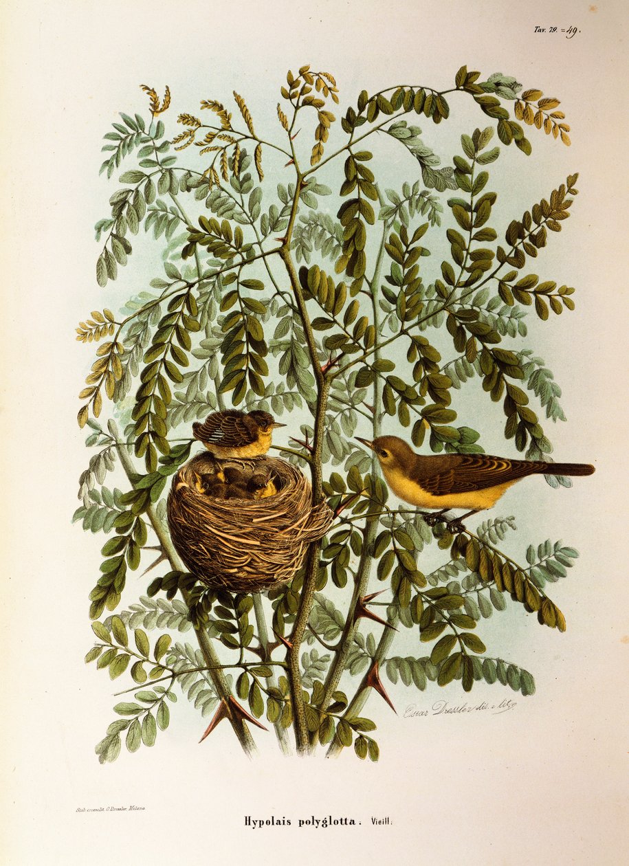 Illustration från Eugenio Bettonis "Natural History of Birds that Nest in Lombardy" som representerar Melodious Warbler Hippolais polyglotta, av Oscar Dressler av Eugenio Bettoni, Oscar Dressler