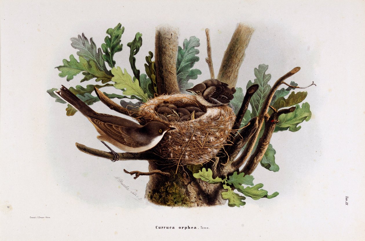 Repræsentation af Falvette Curruca Orphea (Chromolithographyswed av Eugenio and Dressler Oscar  Bettoni
