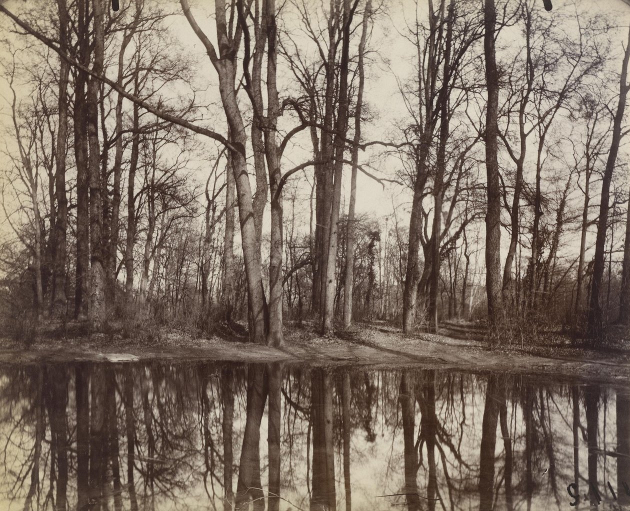Saint-Cloud (trädgårdar på slottet Philippe Duc dOrleans) av Eugène Atget