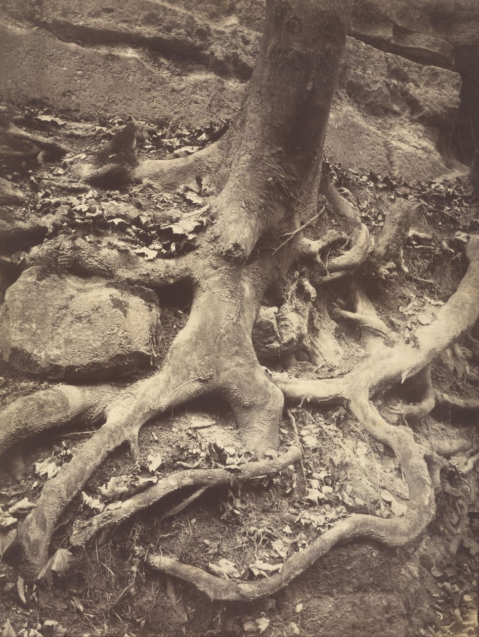 Trädrötter, Saint-Cloud av Eugène Atget