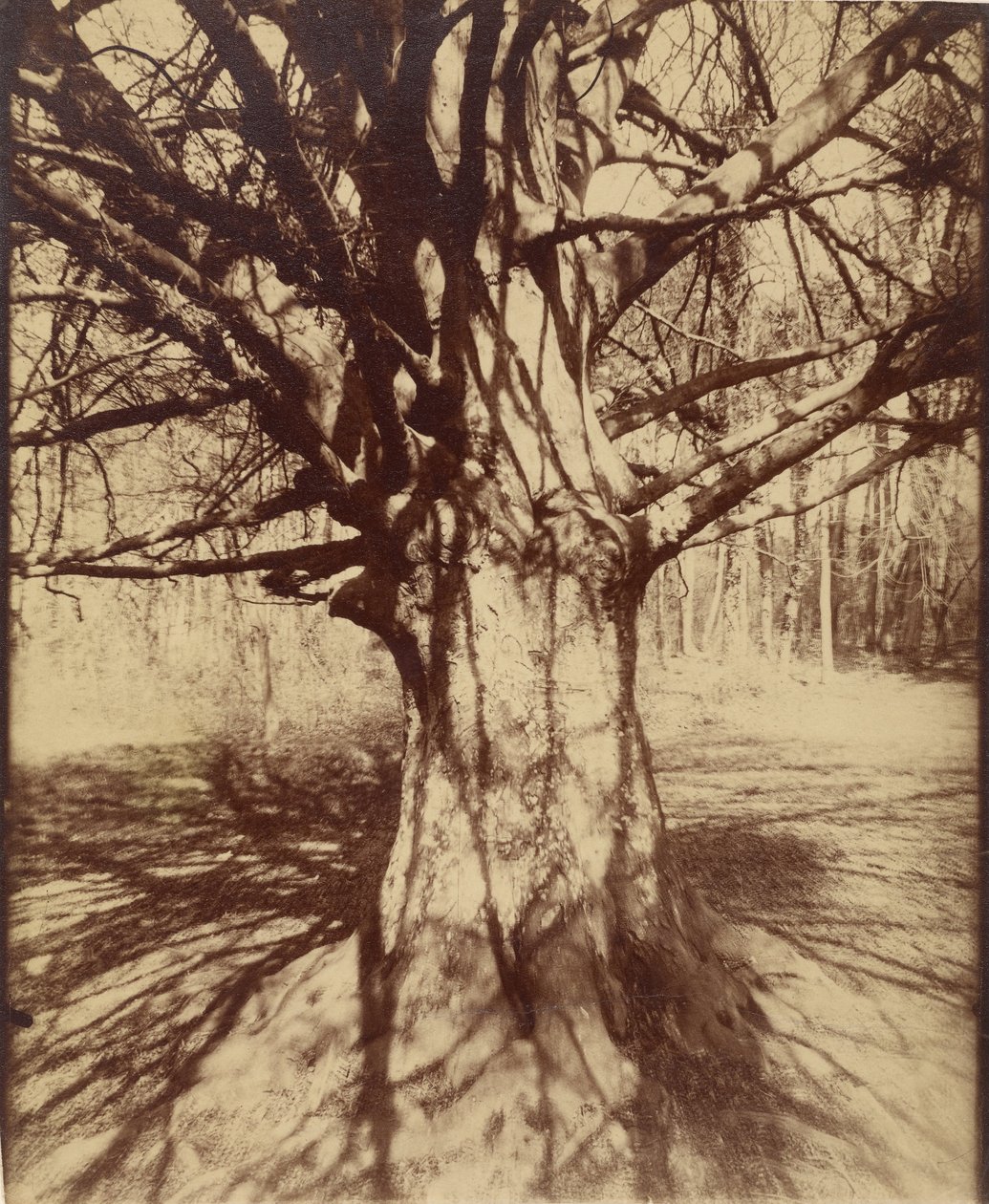 Strand trä av Eugène Atget