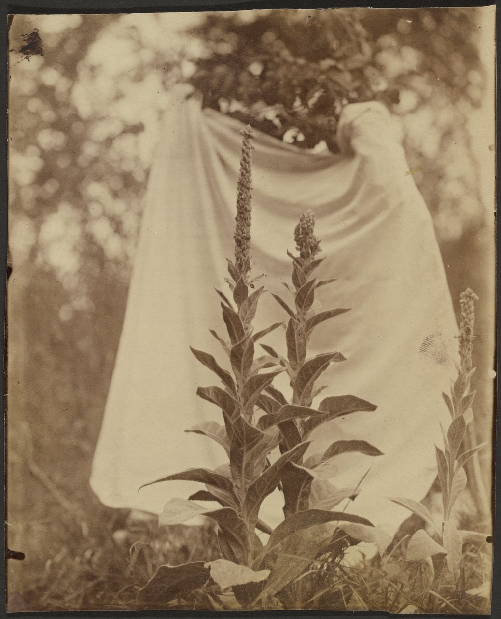 Bouillon Blanc (Mullein-växt) av Eugène Atget