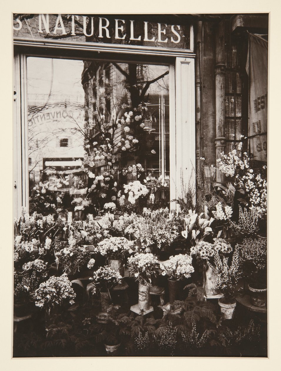 Flower Shop -37 (Flower Shop) av Eugène Atget