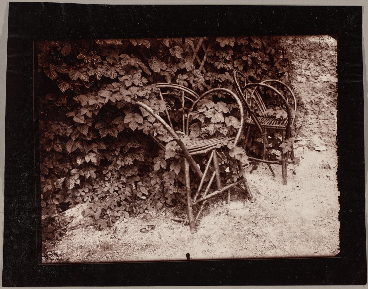 Humle av Eugène Atget