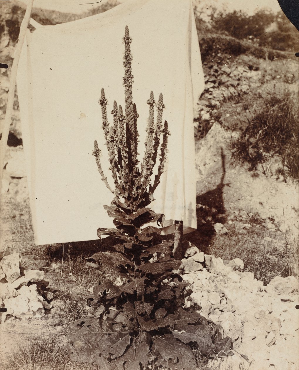 Mullein i blom av Eugène Atget