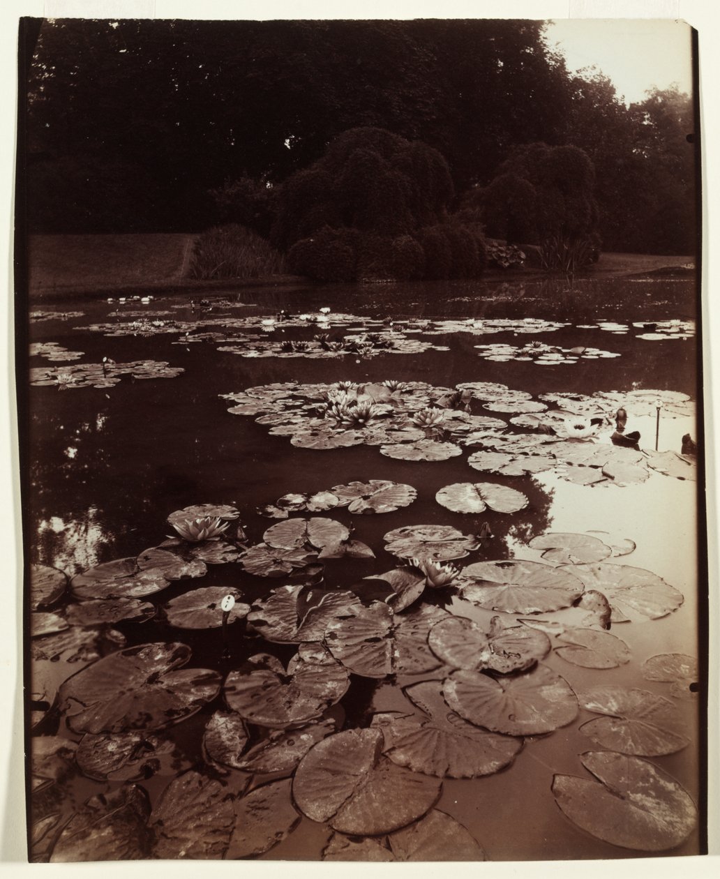 näckros av Eugène Atget