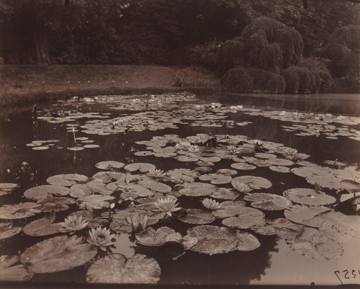 Näckrosor (Bagatelle) av Eugène Atget
