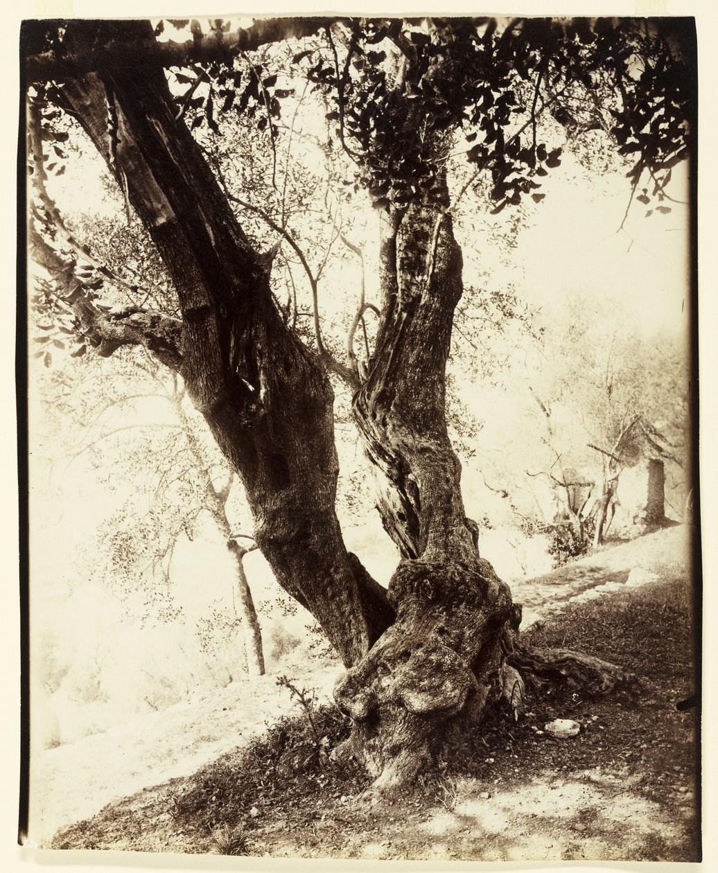 Olivier, Nice, ca 1900 av Eugène Atget