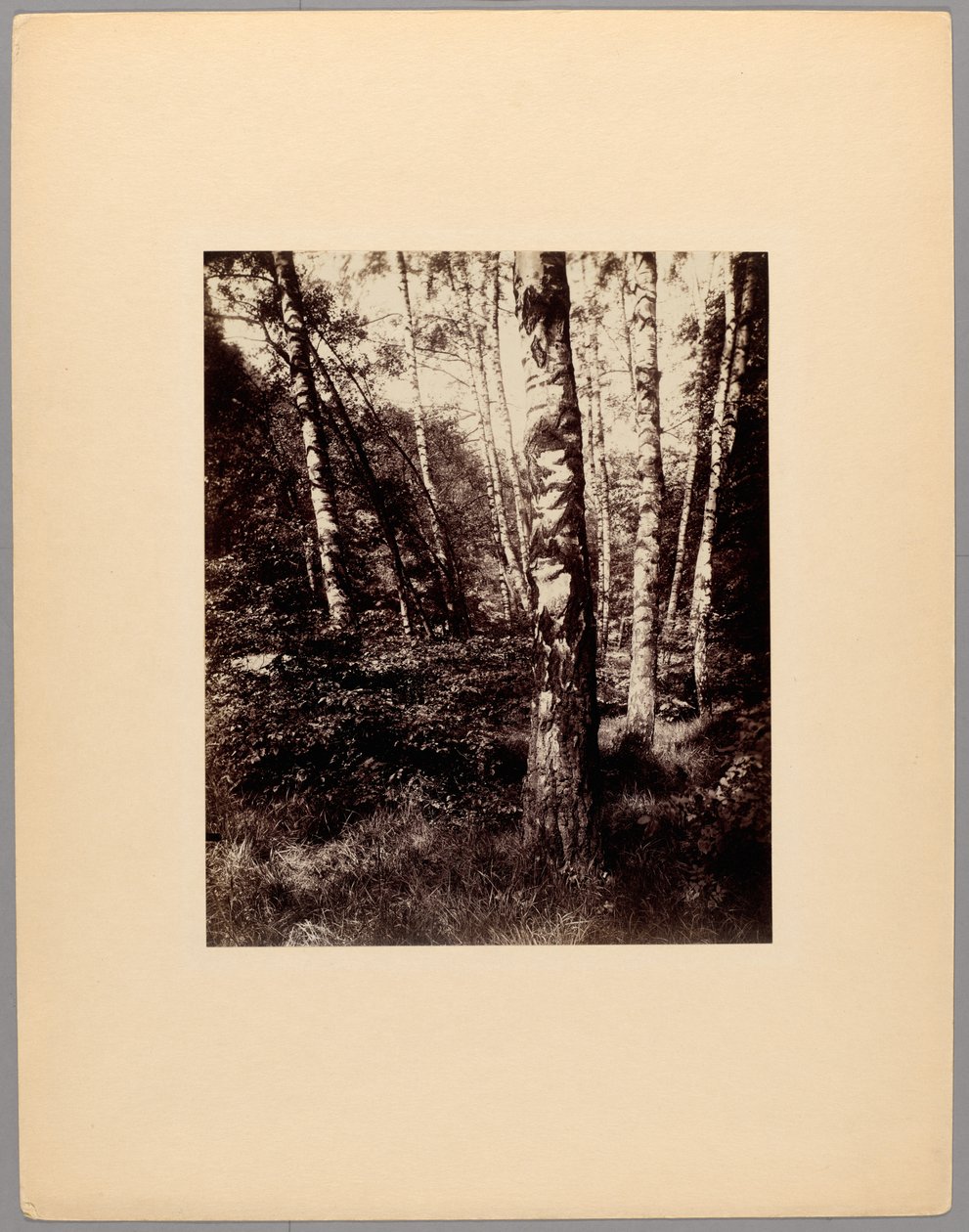 Saint-Cloud Park av Eugène Atget