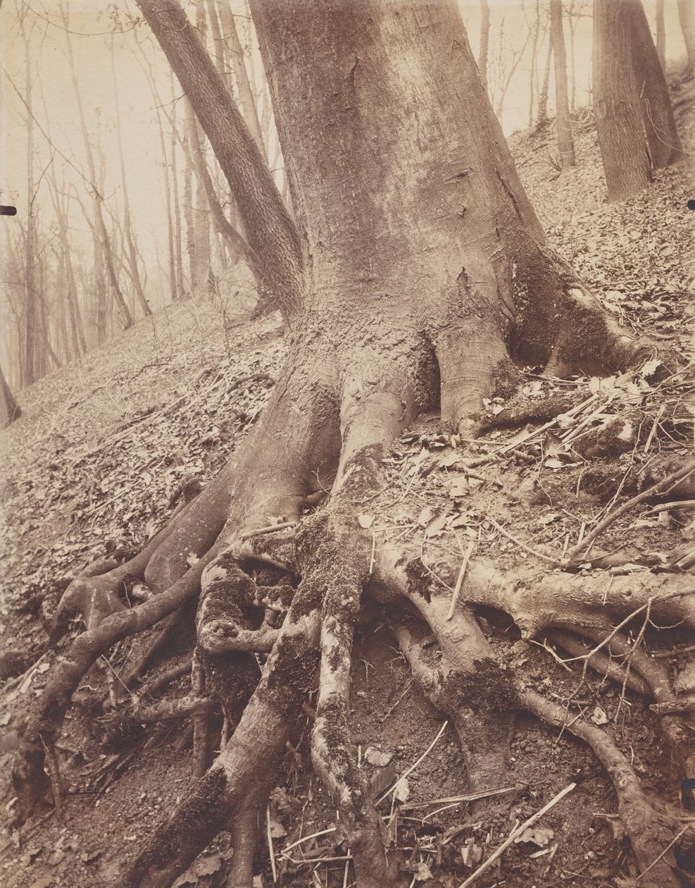 Träd och rötter av Eugène Atget