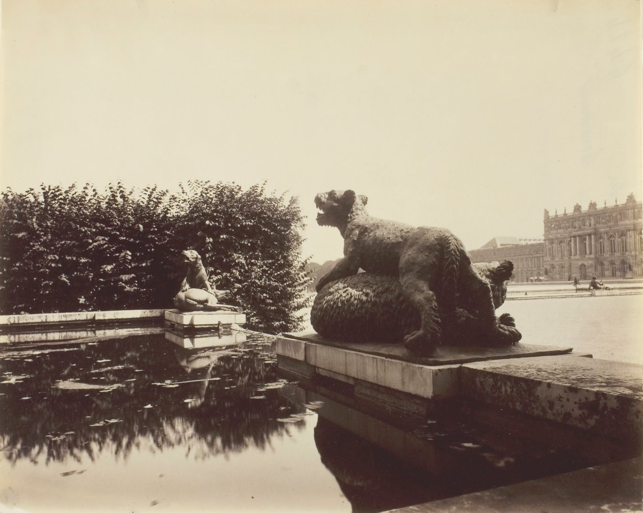 Versailles, Fontaine du Point du Jour, Tiger dräper en björn av Houzeau, 1903. av Eugène Atget