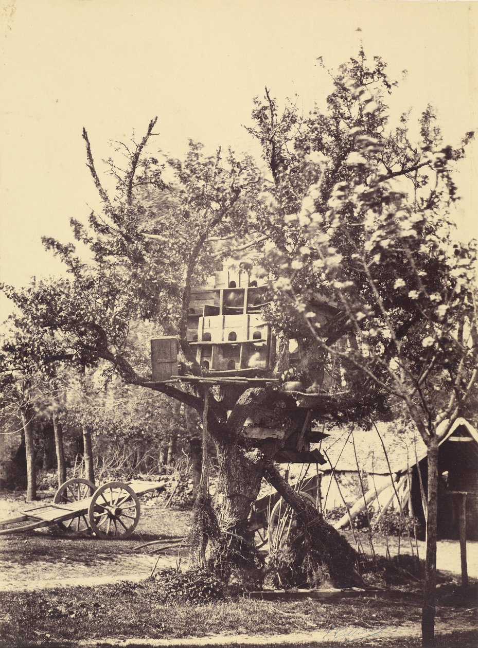 Pigeon House i träd av Eugène Colliau