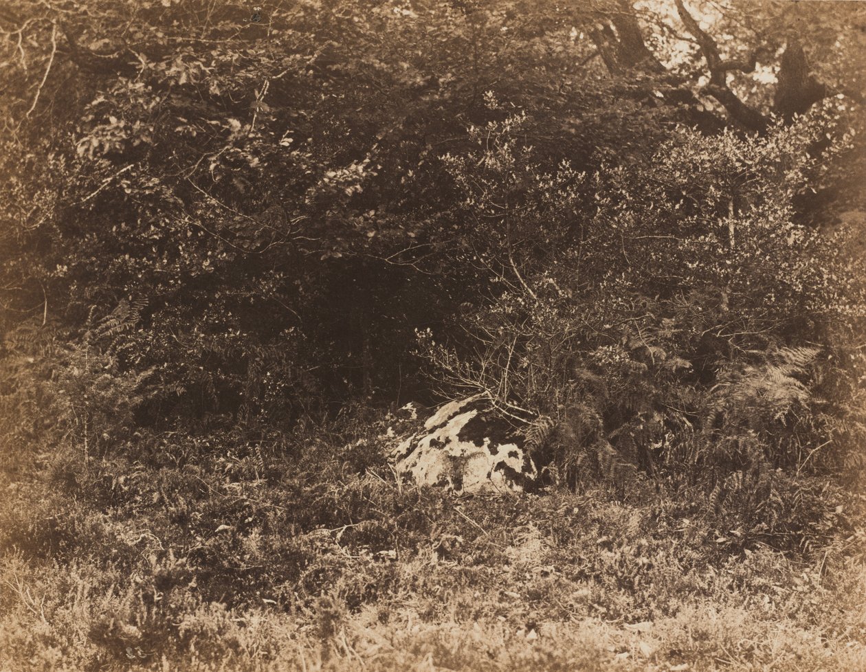 En sten i skogen,ca. 1865 (foto) av Eugène Cuvelier