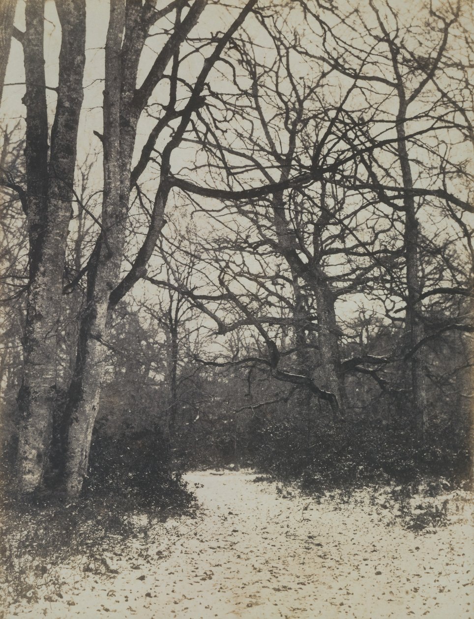 [Fontainebleau Forest], ca. 1860. av Eugène Cuvelier