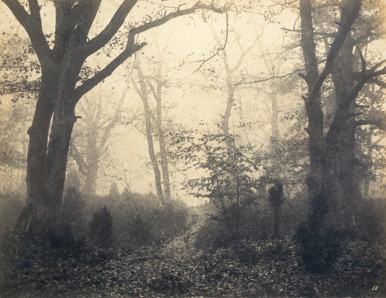 [Fontainebleau Forest], tidigt 1860-tal. av Eugène Cuvelier