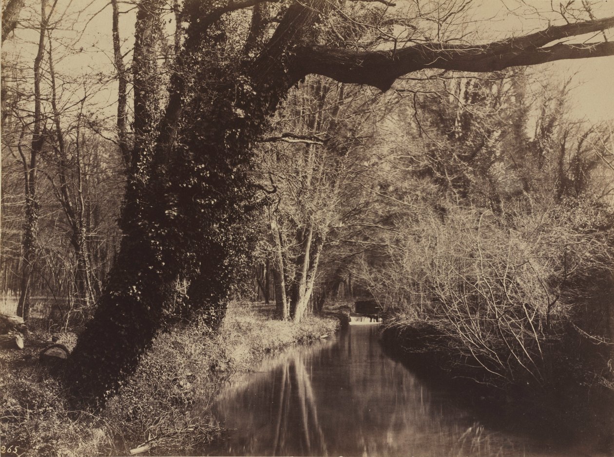 Parc de Courances, slutet av 1850-talet (foto) av Eugène Cuvelier