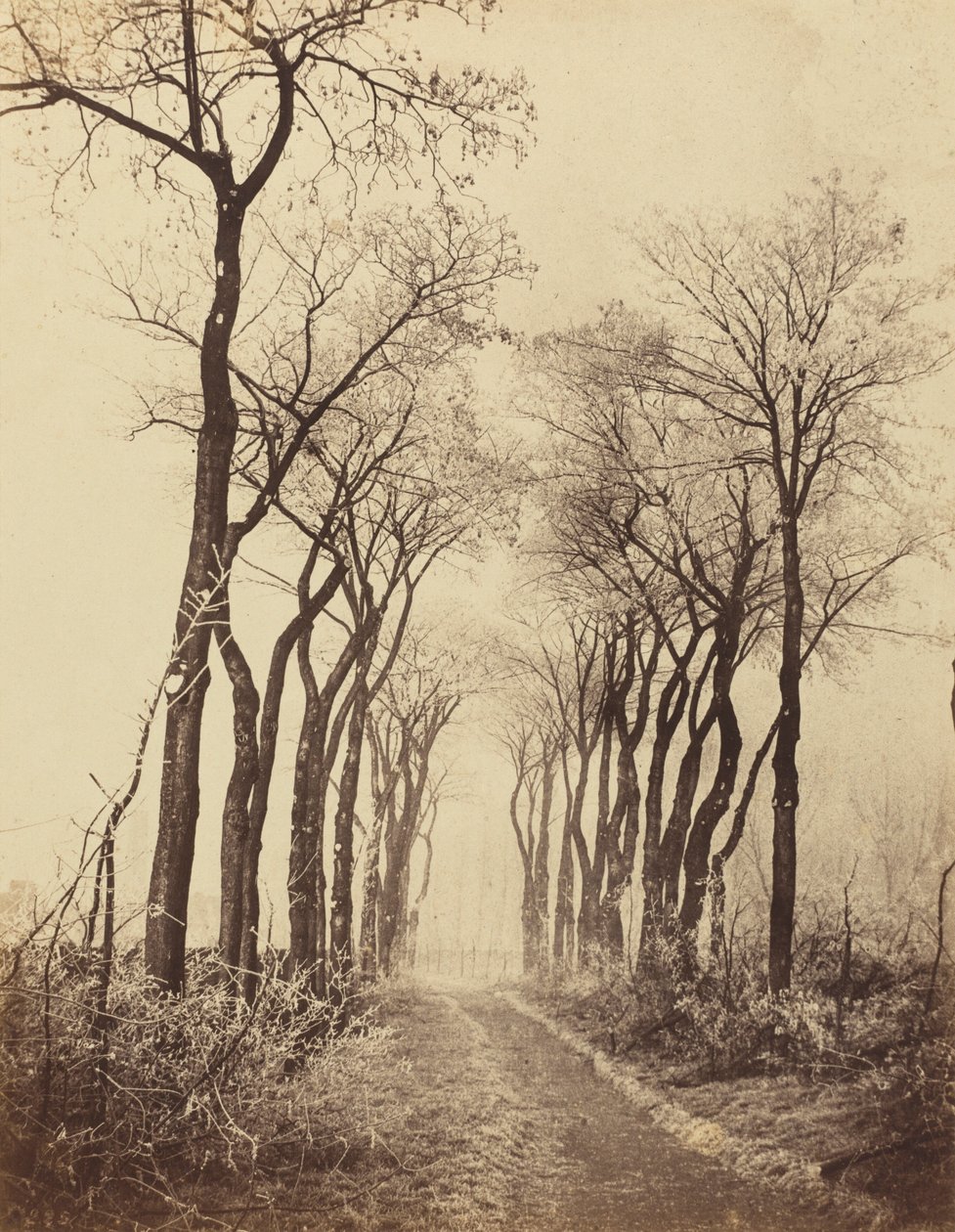 Väg och träd med rimfrost,1860 (foto) av Eugène Cuvelier