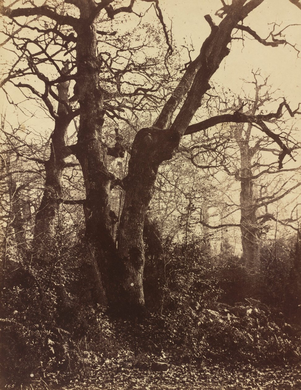 Trädstudie, Fontainebleau,1860 (foto) av Eugène Cuvelier