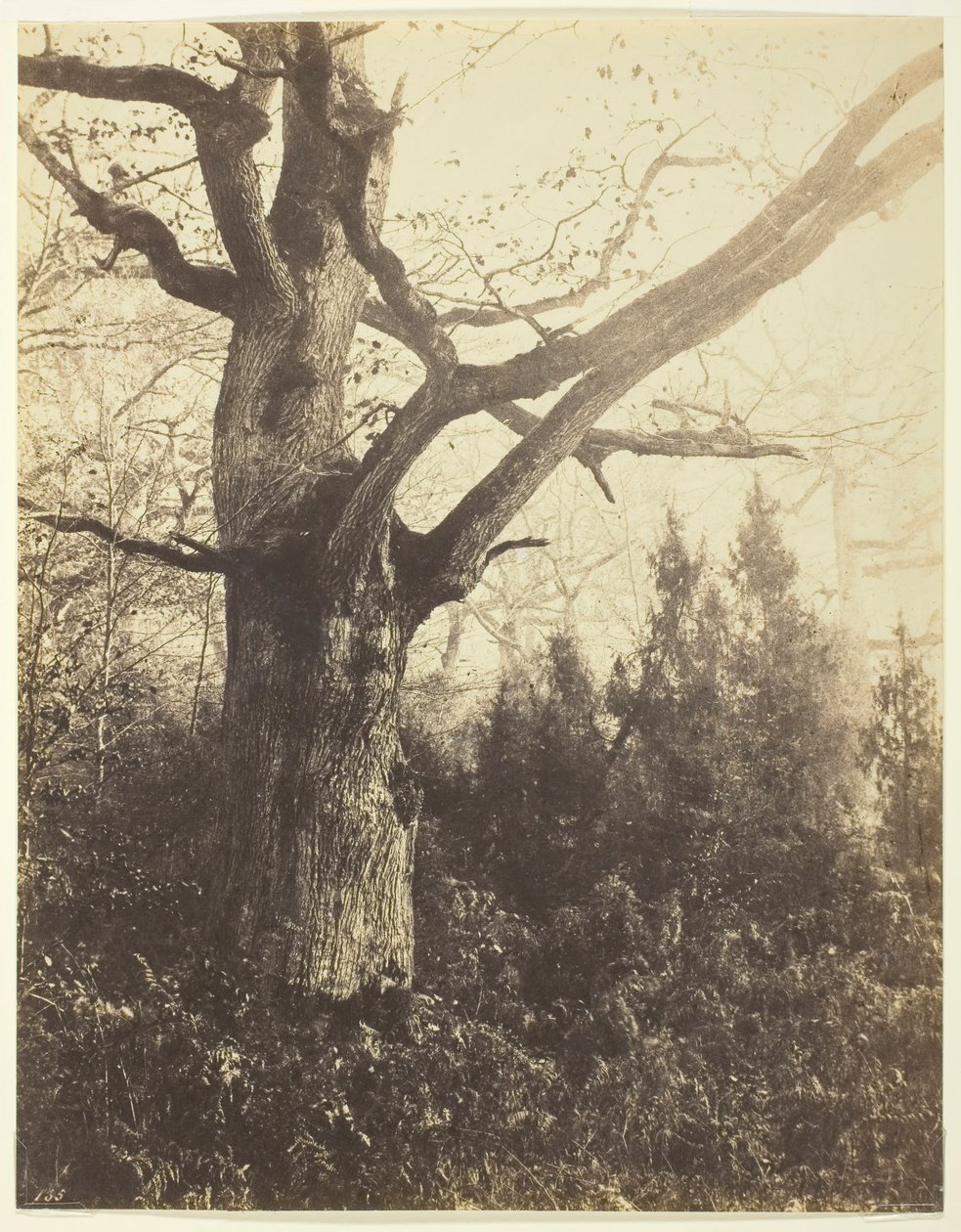 Namnlös [träd], c. 1860. av Eugène Cuvelier