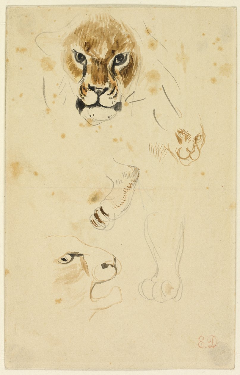 Lejonens huvuden och tassar av Eugène Delacroix