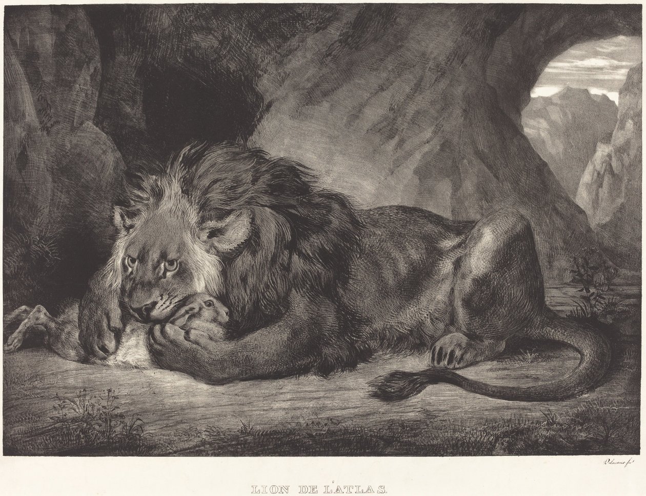 Lion från Atlasbergen Lion de l