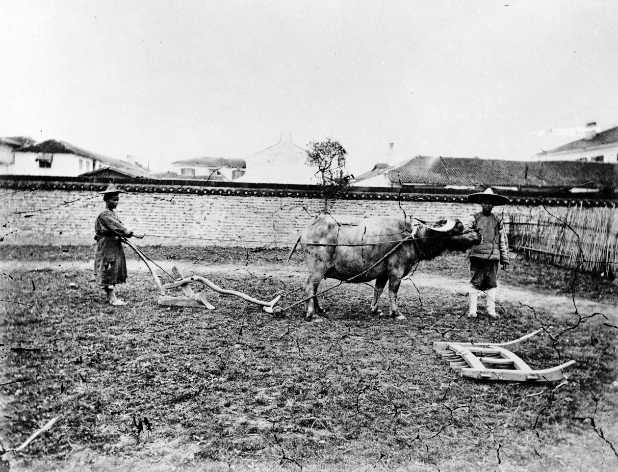 Kinesiska bönder som använder oxar för att plöja sin åker, ca 1865 av European Photographer