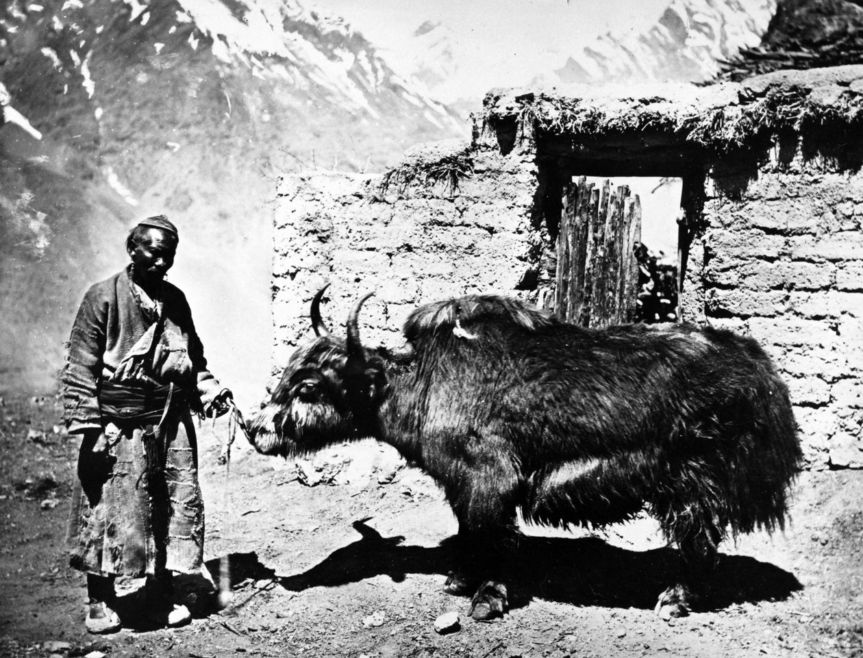 att pumpa jak, s. 1860-80 av European Photographer
